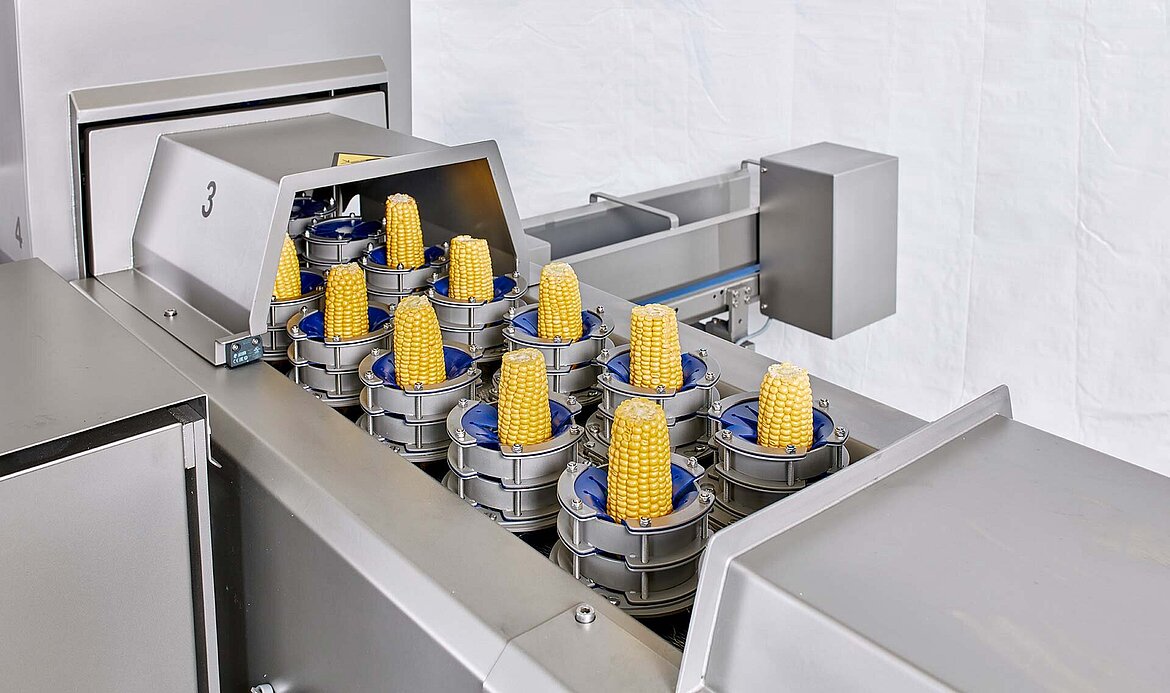 SPECIAL Application in June Cutting corn cobs in “riblets” (quarters