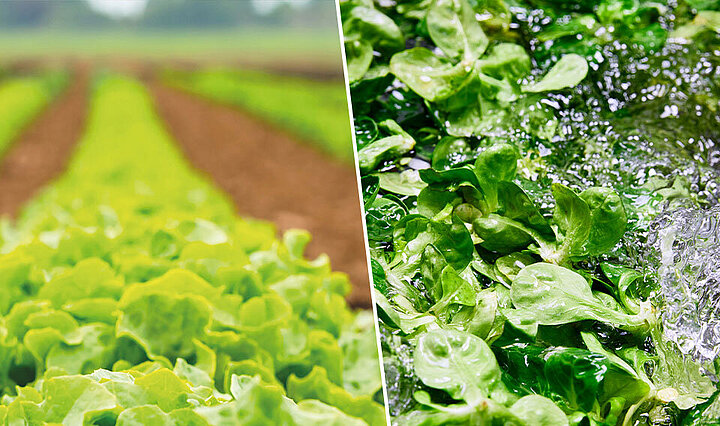 KRONEN processing line for salad, vegetables, and herbs