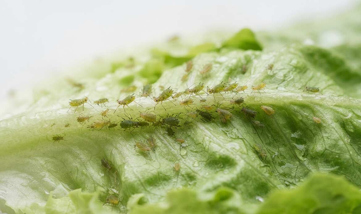 AphidWash : nettoyage plus efficace de la salade, des mélanges de salades et des légumes-feuilles en cas d'infestation par des pucerons