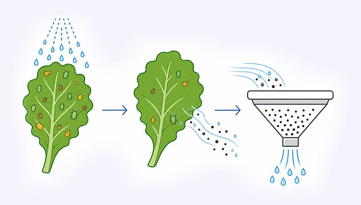 Décoller les pucerons avec AphidWash, même des surfaces foliaires difficiles à mouiller