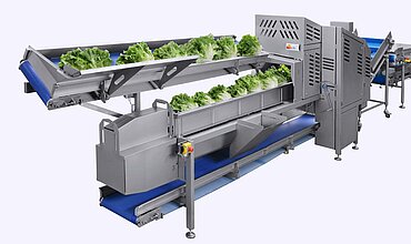 With the conveyor belt for the top and tail machine TT 450 from KRONEN the heads of lettuce are feed gently and automatically to the cutting process.