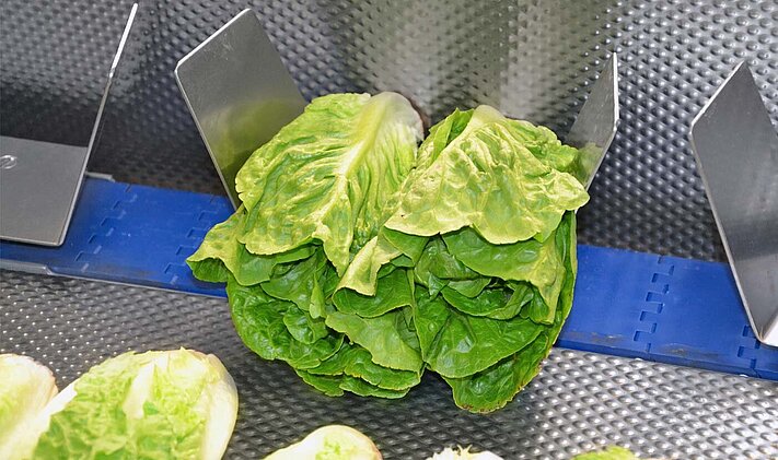 Top and tail machine TT 450 from KRONEN – heads of lettuce are transported gently to the cutting device by means of a chain-based infeed belt.