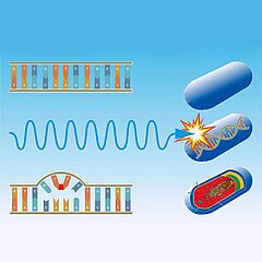 Die Trockenentkeimung der Oberflächen mit UVC-Technology macht die UVC-Lock Entkeimungsschleuse von KRONEN sicher, effizient und vielseitig einsetzbar