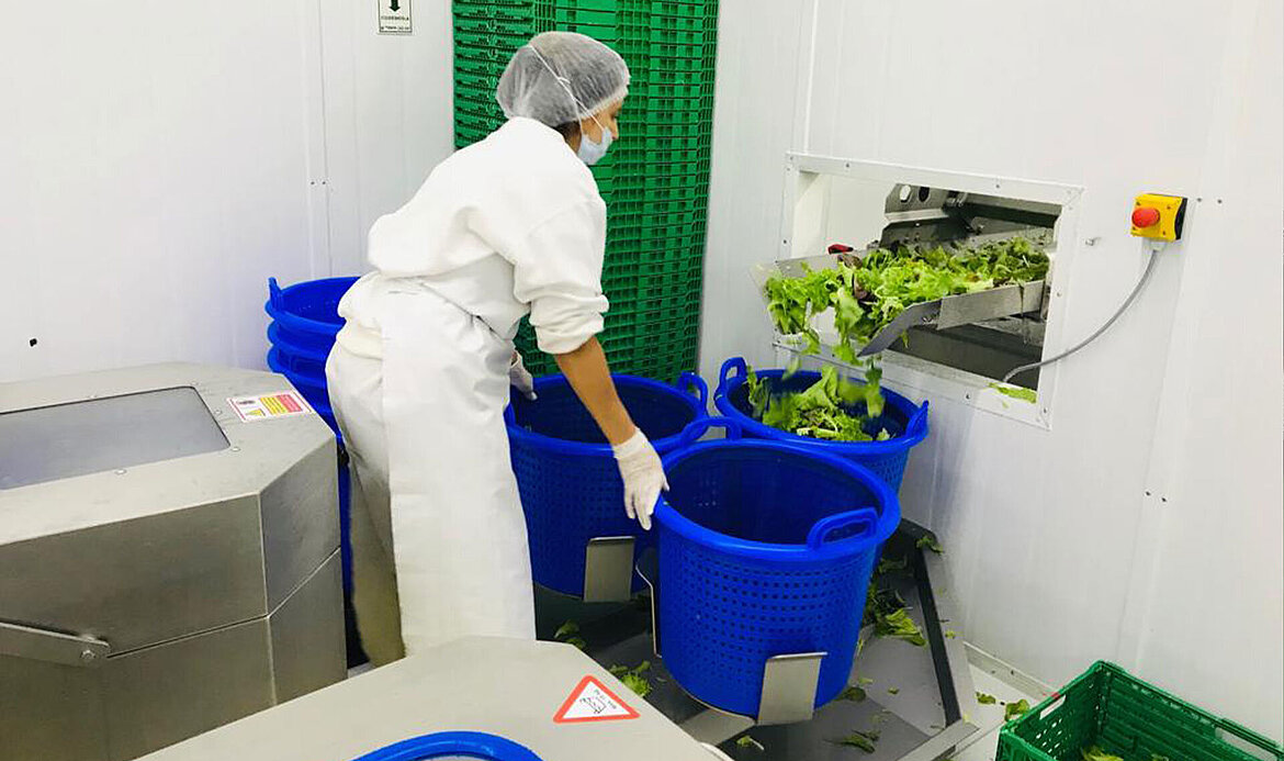 The salad is filled in baskets for spin-drying in the production facility of Verdeagua
