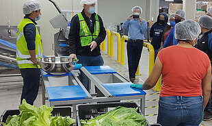 Mise en service de la chaîne de transformation des salades