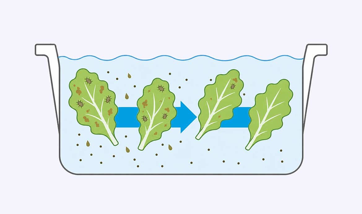 AphidWash significantly reduces the aphid population.