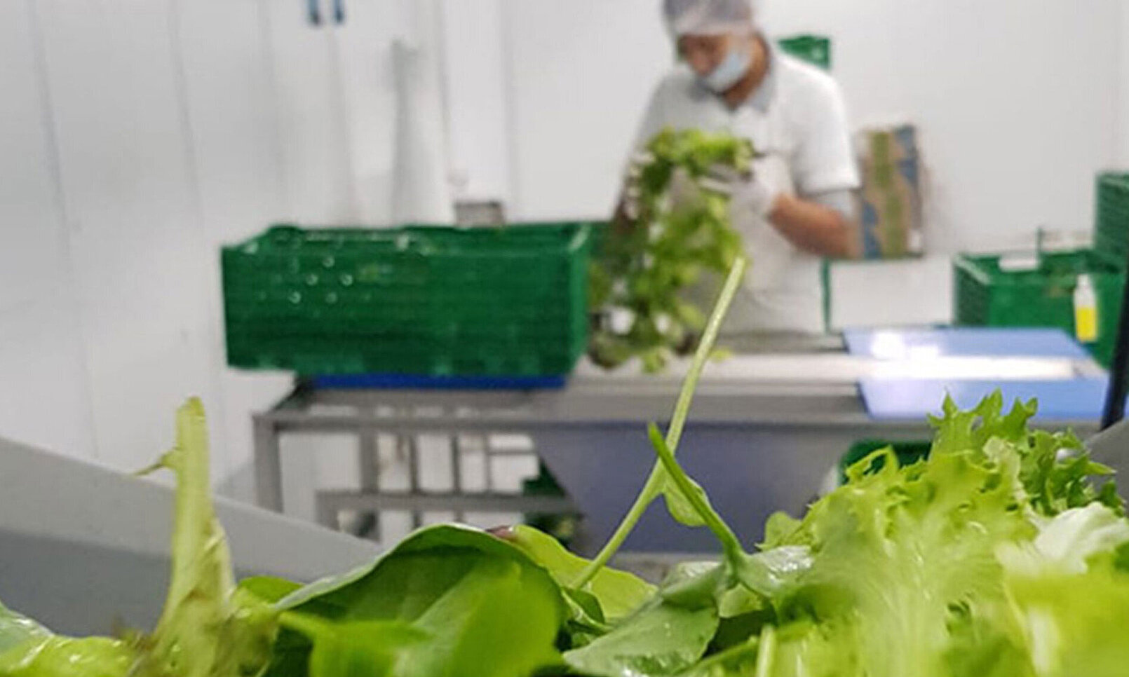 Delicadas hojas de lechuga se lavan y centrifugan en la producción de Verdeagua