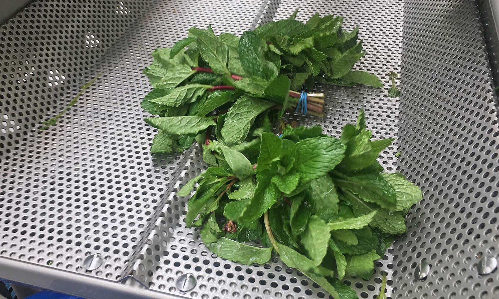 La Corsaria, Colombia: Gently wash and dry the mint using KRONEN technology