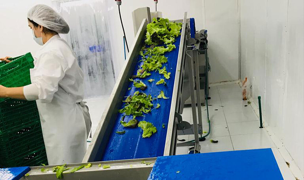 KRONEN salad processing line in the production facility of Verdeagua