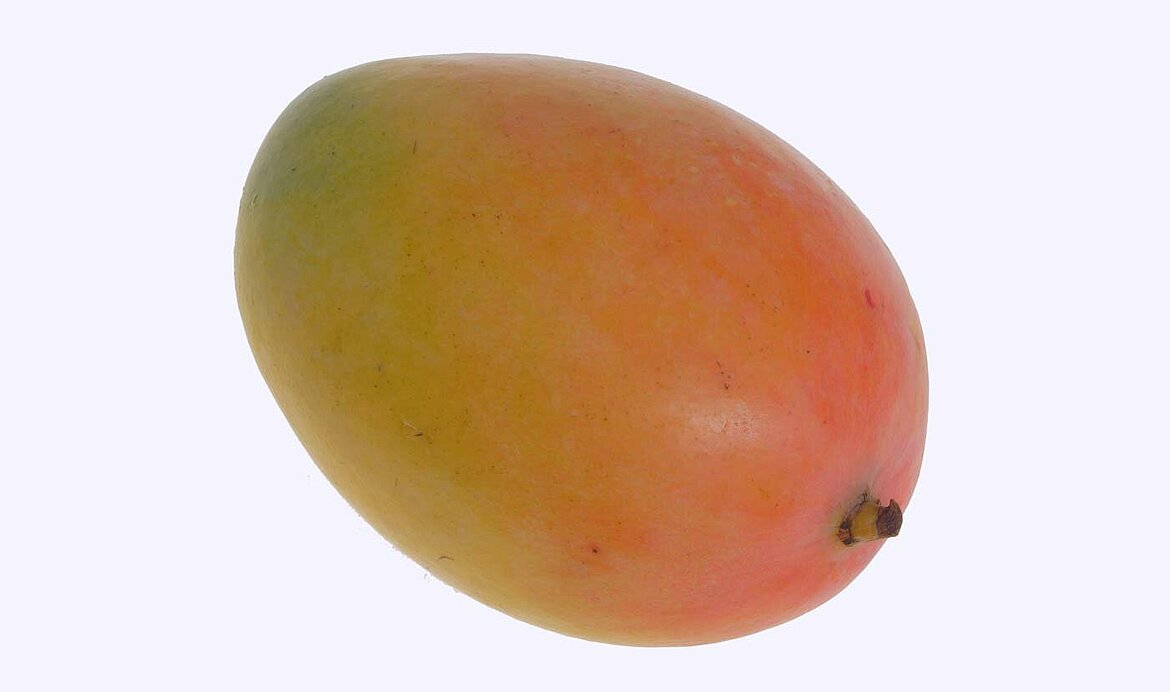 La peladora y deshuesadora de mangos 20 procesa mangos enteros.